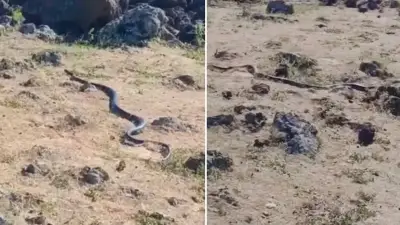 Diyarbakır’da 3 Metrelik Dev Yılan Panik Yarattı