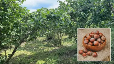 Giresun Üniversitesi'nden Fındıkta Verim ve Kalite Artışı İçin Yeni Proje