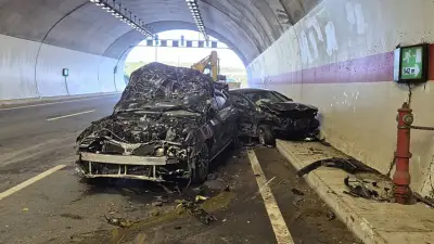 Şile'de tünele giren ineklere 2 araç çarptı: 10 hayvan telef oldu