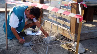 Kemer Sahillerinde 38 Deniz Kaplumbağası Yuvası Korumaya Alındı