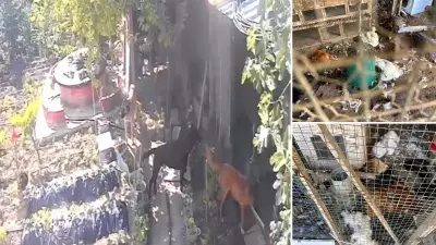 Mudanya'da başıboş köpekler kümese girdi: 30 tavuk telef oldu