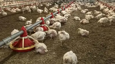 Nepal'de Kuş Gribi Salgını: 569 Bin Hayvan İmha Edildi