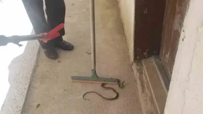 Çorum'da eve giren yılanı itfaiye yakaladı