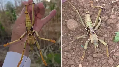 Perre Antik Kenti'nde Dev Çekirge Görüntülendi