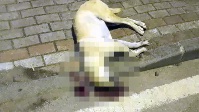 İstinaftan kritik bozma kararı: Köpeği öldüren kasabın cezası yeniden değerlendirilecek
