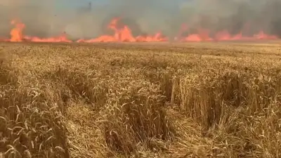 Tekirdağ'da tarla yangını: 100 dekar buğday ekili alan kül oldu