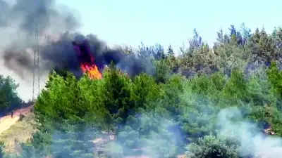 Türkiye'de Artan Sıcaklıklarla Tarım ve Orman Yangınları Tehdit Ediyor