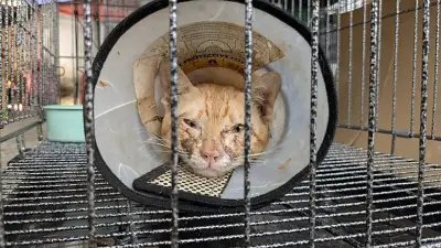 Vietnam'da 3 Yıldır Kedi Çalan Çete Çökertildi: 420 Kedi Kurtarıldı