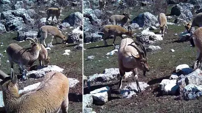 Yaban keçileri Erzincan-Munzur Dağları arasında fotokapanla görüntülendi