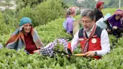 2 milyar 677 milyon liralık çay desteği hesaplara yattı! Bakan Yumaklı duyurdu