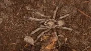 34 Yıl Önce Aydın'da Bulunan Tarantula Türü Türkiye Faunasına Eklendi
