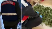 45 ilde skunk tohumu operasyonu: 132 kilogram uyuşturucu ele geçirildi