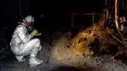 5 Dakika Bakmak Kesin Ölüm: Dünyanın En Tehlikeli Nesnesi Fil Ayağı