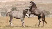 61 safkan Arap koşu tayı açık artırmayla satılacak