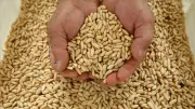 Çam fıstığının kilosu 3 bin 550 TL'ye ulaştı, altınla yarışıyor