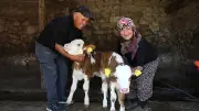 Amasya'da çiftin buzağılarına Yıldız Tilbe ismini vermesi şaşkına çevirdi