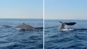 Amatör Balıkçı, Alanya Kalesi Açıklarında Balina Görüntüledi