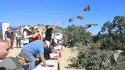 Çankırı'da Zararlılarla Biyolojik Mücadele: 300 Kınalı Keklik Doğaya Salındı