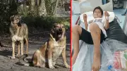 Şanlıurfa'da başıboş sokak köpekleri 8 yaşındaki çocuğu yaraladı