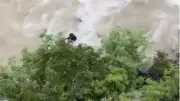 Artvin'de Baba ve Oğlunun Aracı Çoruh Nehri'ne Uçtu: Arama Başlatıldı