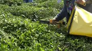 Çaykur yaş çay budama bedellerini üretici hesaplarına aktardı