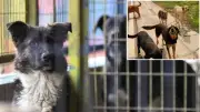 Bakan Çiftçi: Yılbaşına kadar tüm sokak köpeklerini barınaklara alacağız