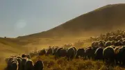 Bitlis'te asırlık yayla göçü başladı: Binlerce koyun yola çıktı