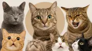 Dünyanın Kedi Nüfusu Açıklandı: Türkiye İlk 10'da Yok