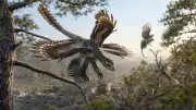 Dört Kanatlı Dinozor Baykuş Gibi Süzülerek Avlıyormuş: 120 Milyon Yıllık Fosil Gizemi Çözdü