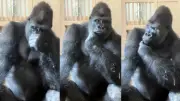 Eşiyle tartışan goril Kiyomasa'nın düşünceli hali viral oldu