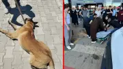 Elazığ'da köpek saldırısı: Kadın bacağından yaralandı