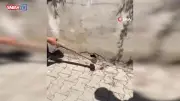 Eliyle yakaladığı yılan pantolonunu ısırdı: O anlar kamerada