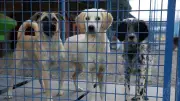 Erzurum'da sokak köpeklerine laparoskopik kısırlaştırma dönemi başlıyor