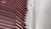 Eskişehir'de Poliklinik Dış Cephesine Sıkışan Sansar Kurtarıldı
