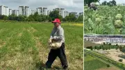 Hasanağa enginarı betonlaşma tehdidi altında: Çiftçiler endişeli