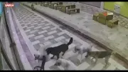 Hatay'da 6 Sokak Köpeğinin Kediye Saldırısı Kamerada