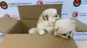 Kapıkule'de 472 bin TL değerinde 6 Pomeranian yavrusu ele geçirildi