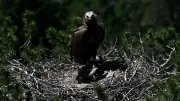 Kara akbaba Doruk yuvasında yavrusuyla görüntülendi