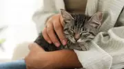 Kediler Sarılmayı ve Öpülmeyi Nasıl Yorumluyor? Uzmanlar Açıkladı