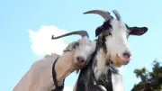 Keçilerin İnsan Sesini Harita Gibi Kullanabildiği Ortaya Çıktı!