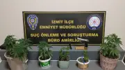 Kocaeli'de Balkonda Kenevir Yetiştiren Şahıs Yakalandı