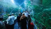 Körfez Aqua Kıtalar Akvaryumu'na Açılış Günü 15 Bin 150 Ziyaretçi Akını