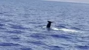 Muğla Fethiye açıklarında balina görüntülendi