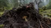 Norveç'te 1500 Yıllık Altın Kılıç Kabzası Bulundu: Ağaç Köklerinin Altından Çıktı