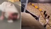 Pakistan'da Camiye Dalan Araç: 2 Ölü, 30 Yaralı