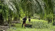 Palm Yağı Fiyatlarında Sert Düşüş: Petrol ve Soya Yağı Baskısı Etkili Oldu
