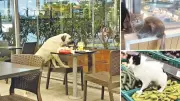 Sahipsiz Hayvanlar Gıda Güvenliğini Tehdit Ediyor