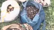 Salep orkidesi toplayan 10 kişiye 7 milyon lira ceza