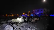 Siirt'te 32 küçükbaş hayvan zehirlenerek telef oldu
