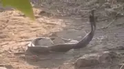 Siirt'te iki yılanın birbirine dolanma anı kamerada